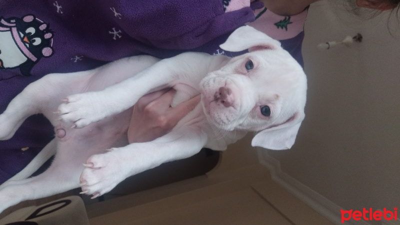 Amerikan Pitbull Terrier, Köpek  Adı yok :( fotoğrafı