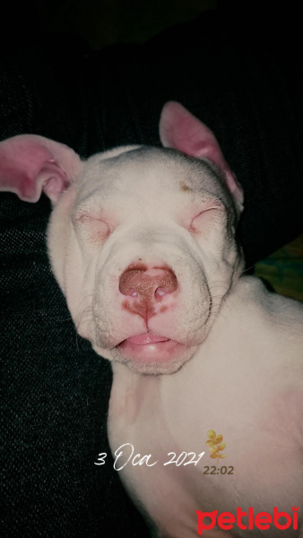 Amerikan Pitbull Terrier, Köpek  Adı yok :( fotoğrafı
