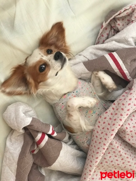 King Charles Spaniel, Köpek  VENİCE fotoğrafı
