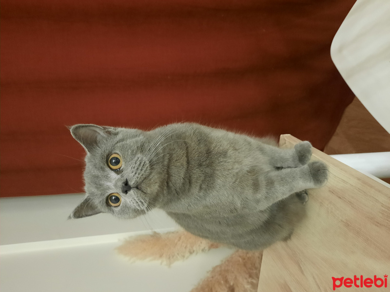 British Shorthair, Kedi  Miloş fotoğrafı