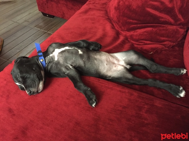 Amerikan Pitbull Terrier, Köpek  Kirâ fotoğrafı