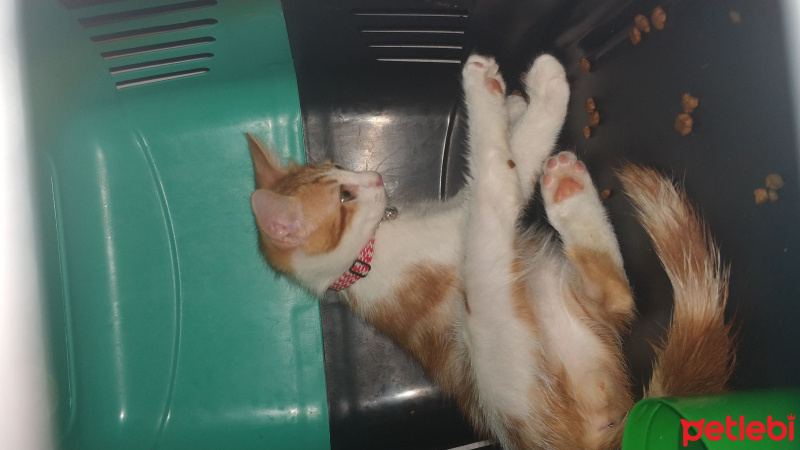 Sarman, Kedi  Güneş fotoğrafı