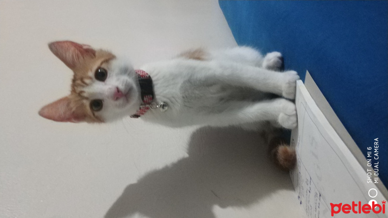 Sarman, Kedi  Güneş fotoğrafı