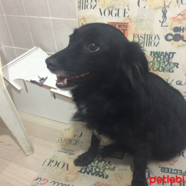 Avustralya Terrier, Köpek  Sarı fotoğrafı