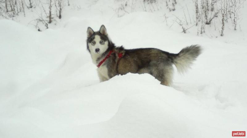 Sibirya Kurdu (Husky), Köpek  Arwen fotoğrafı