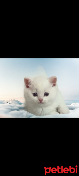 British Shorthair, Kedi  Mıncır fotoğrafı