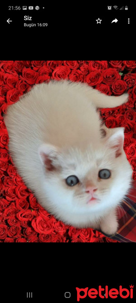 British Shorthair, Kedi  Mıncır fotoğrafı