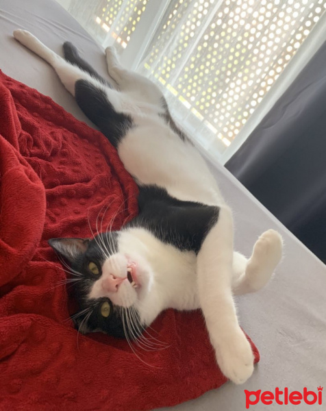 Tuxedo (Smokin) Kedi, Kedi  Azman fotoğrafı