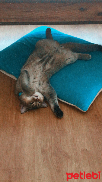 British Shorthair, Kedi  Turşu fotoğrafı
