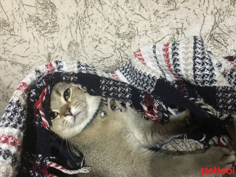 British Shorthair, Kedi  Turşu fotoğrafı