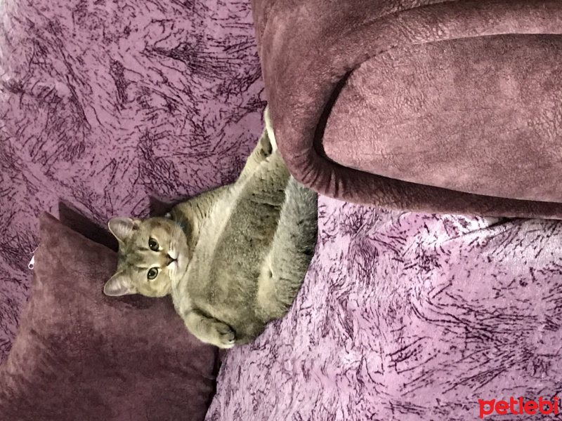 British Shorthair, Kedi  Turşu fotoğrafı