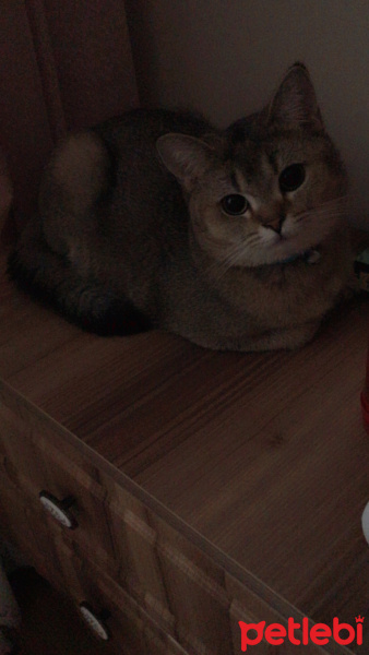 British Shorthair, Kedi  Turşu fotoğrafı