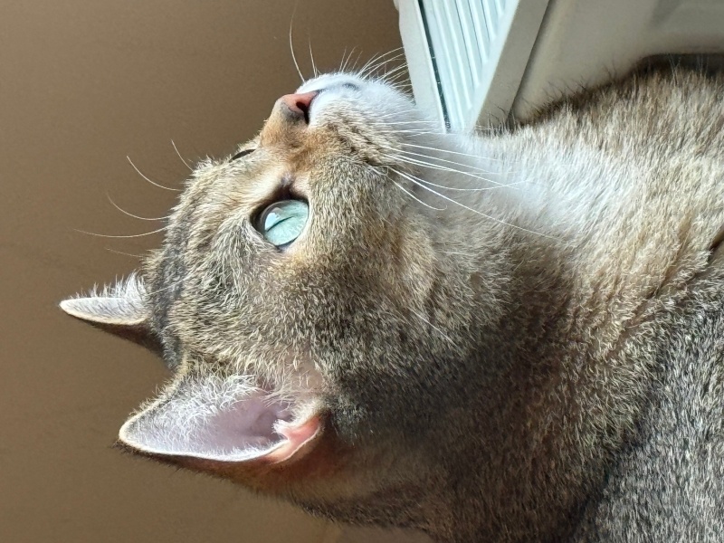 British Shorthair, Kedi  Turşu fotoğrafı