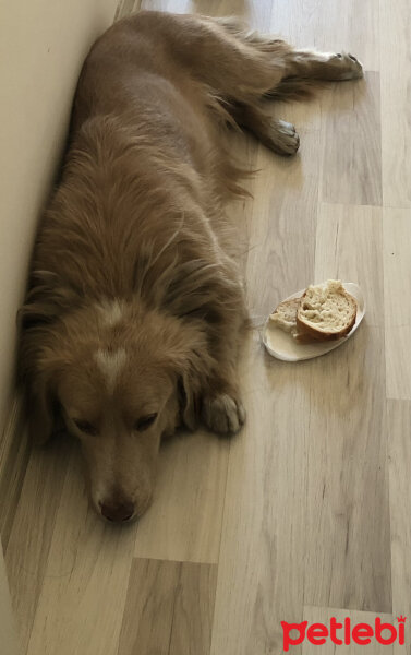 Golden Retriever, Köpek  Karamel fotoğrafı