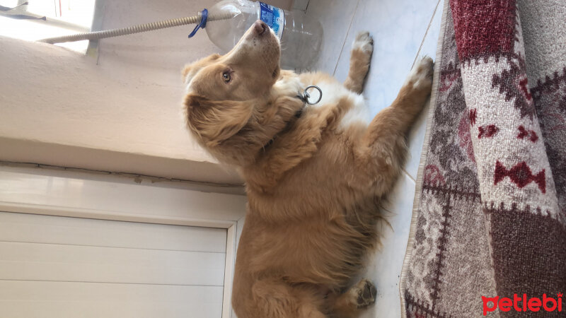 Golden Retriever, Köpek  Karamel fotoğrafı