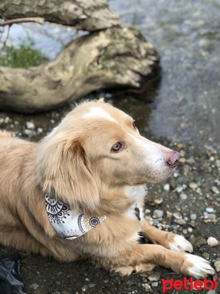 Golden Retriever, Köpek  Karamel fotoğrafı