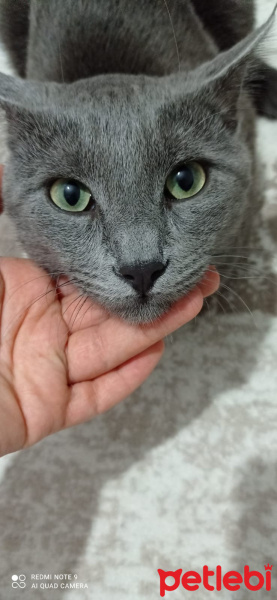 Mavi Rus, Kedi  Moli fotoğrafı