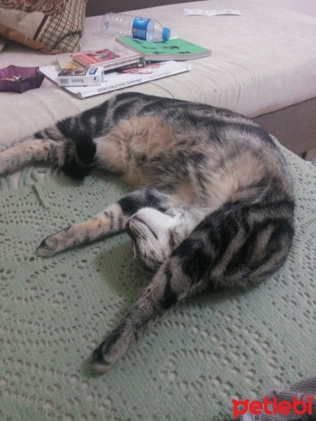 Tekir Kedi, Kedi  ışıl fotoğrafı