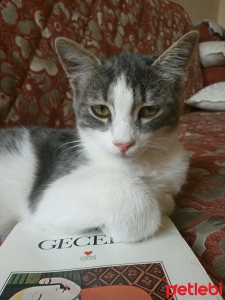 Tekir Kedi, Kedi  ışıl fotoğrafı