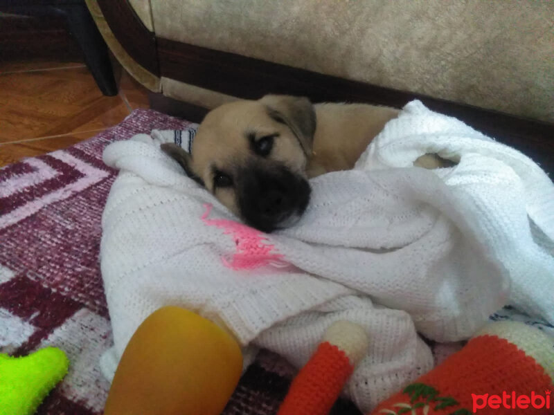 Kangal, Köpek  Ares fotoğrafı