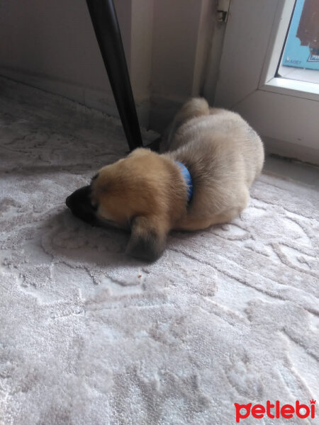 Kangal, Köpek  Ares fotoğrafı