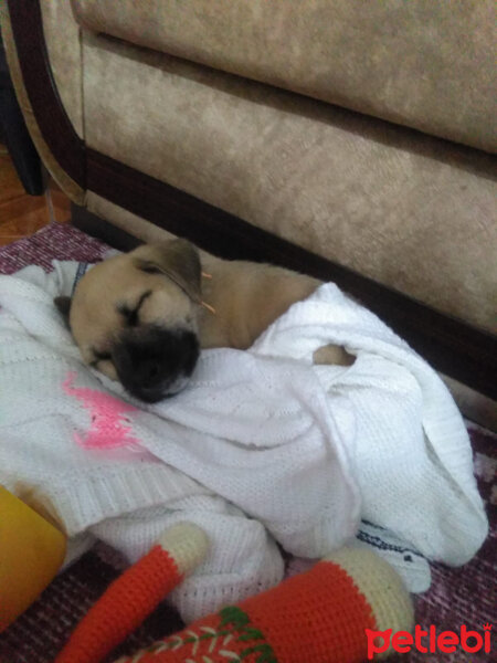 Kangal, Köpek  Ares fotoğrafı