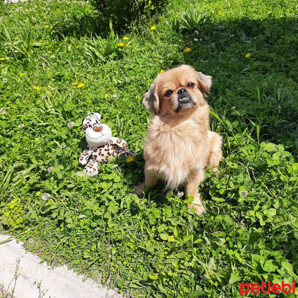 Tibetli Spaniel, Köpek  Masal fotoğrafı