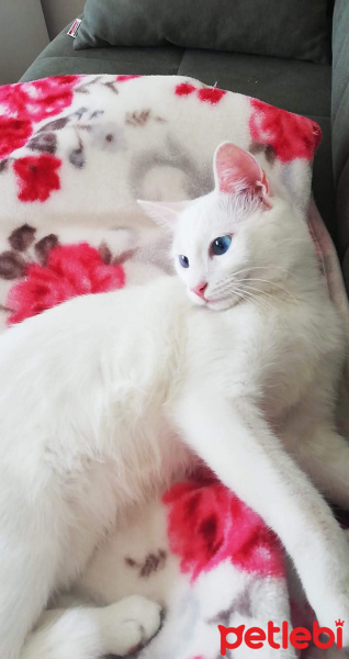 Ankara Kedisi, Kedi  Pamuk fotoğrafı