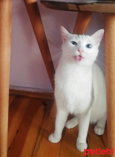 Ankara Kedisi, Kedi  Pamuk fotoğrafı