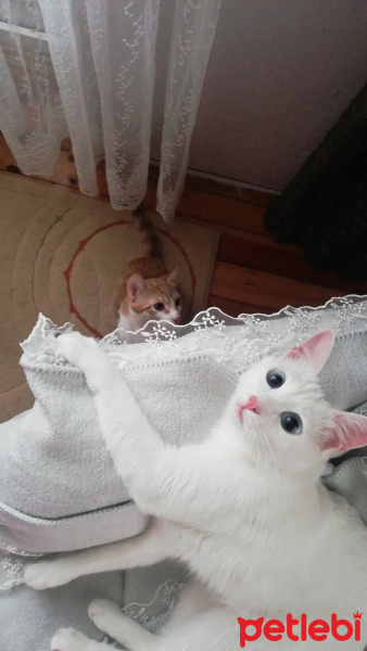 Ankara Kedisi, Kedi  Pamuk fotoğrafı
