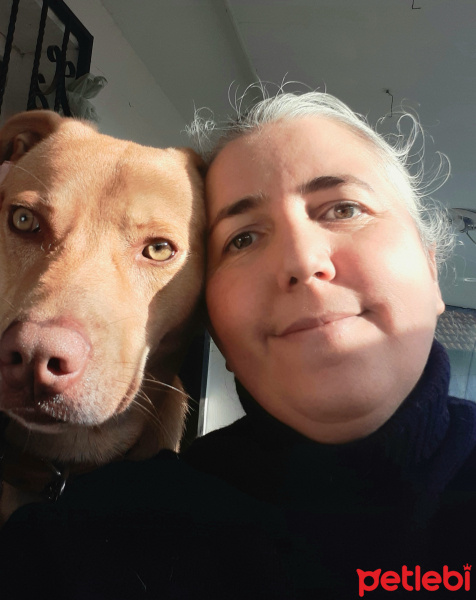 Sokö (Sokak Köpeği), Köpek  Loki fotoğrafı