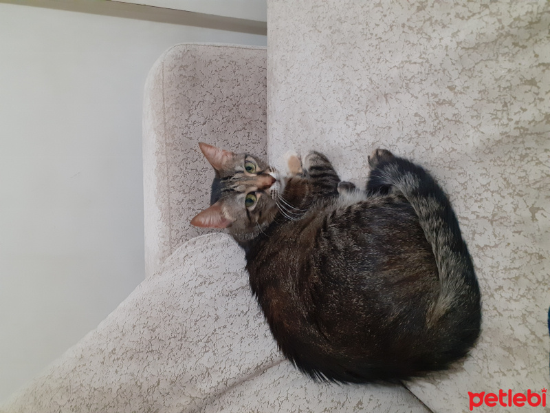 Tekir Kedi, Kedi  Kraker fotoğrafı