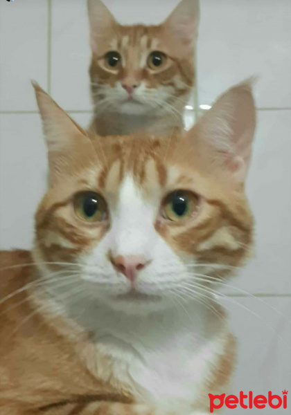 Tekir Kedi, Kedi  Lenin & Linkoln fotoğrafı