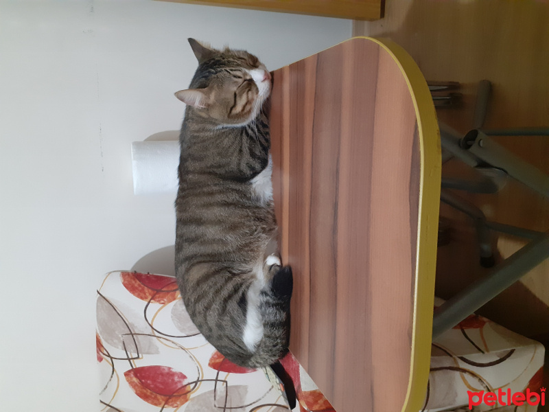 Sarman, Kedi  Kirli fotoğrafı