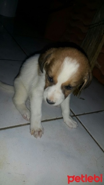 Beagle, Köpek  Hera fotoğrafı