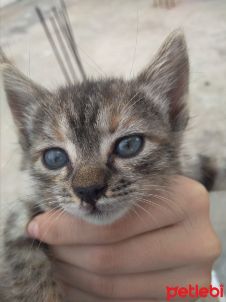 American Shorthair, Kedi  PELO fotoğrafı