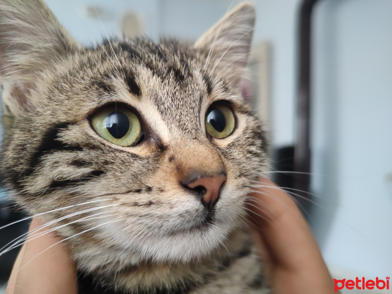 American Shorthair, Kedi  PELO fotoğrafı