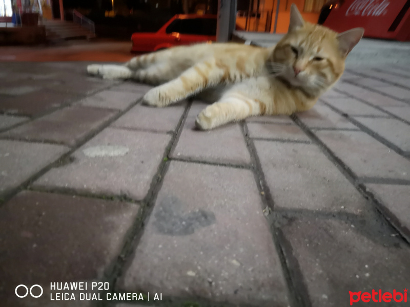 Sarman, Kedi  Veci fotoğrafı