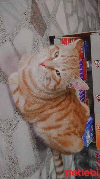 Sarman, Kedi  Veci fotoğrafı