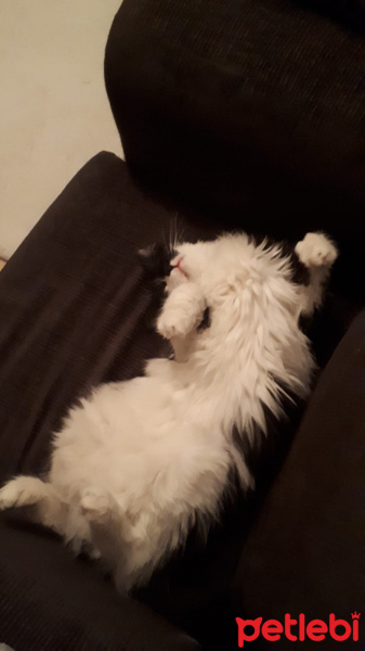 Scottish Fold, Kedi  Rüzgâr fotoğrafı