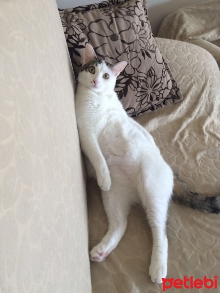 Tekir Kedi, Kedi  Lulu fotoğrafı