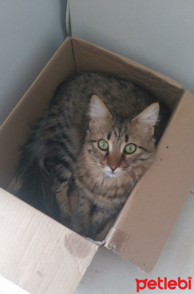 Maine Coon, Kedi  Layka fotoğrafı