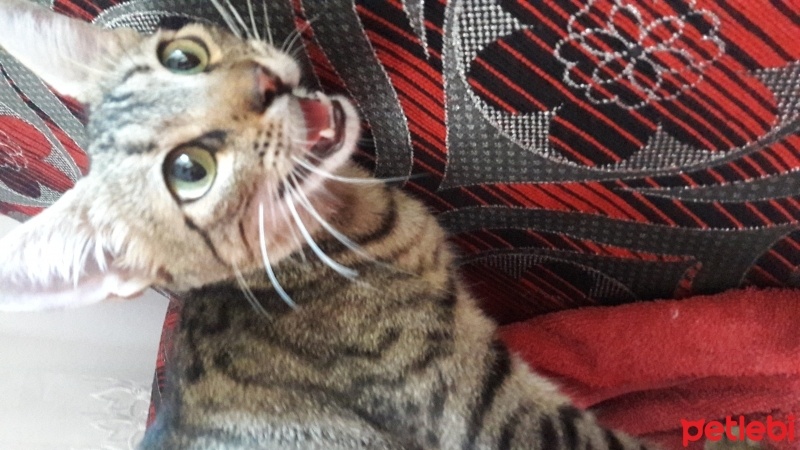 Tekir Kedi, Kedi  Leyla fotoğrafı