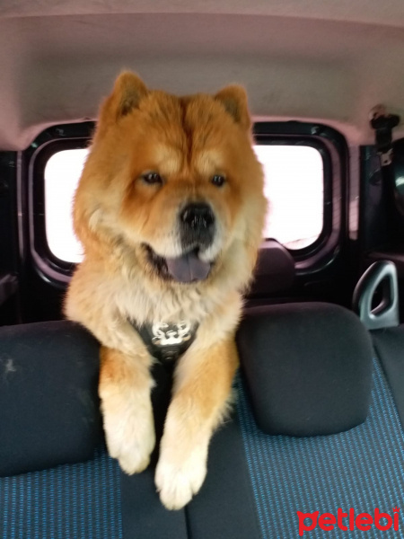 Chow Chow (çin Aslanı), Köpek  BUDDY fotoğrafı
