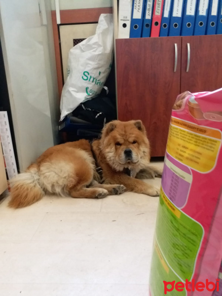 Chow Chow (çin Aslanı), Köpek  BUDDY fotoğrafı