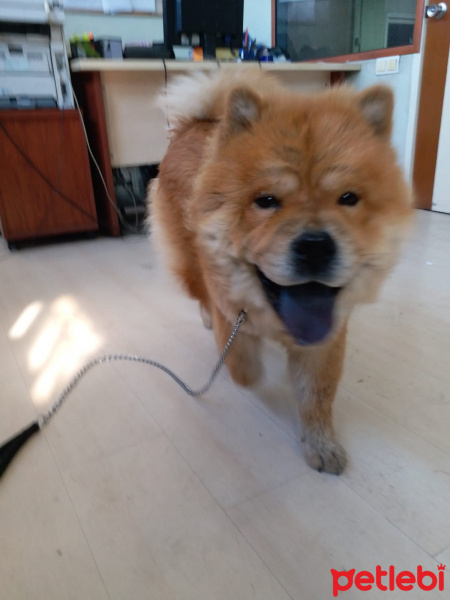 Chow Chow (çin Aslanı), Köpek  BUDDY fotoğrafı