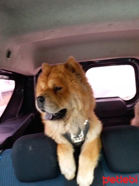 Chow Chow (çin Aslanı), Köpek  BUDDY fotoğrafı