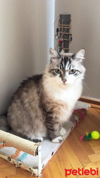 Tekir Kedi, Kedi  Suşi fotoğrafı