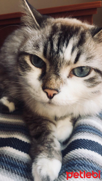 Tekir Kedi, Kedi  Suşi fotoğrafı