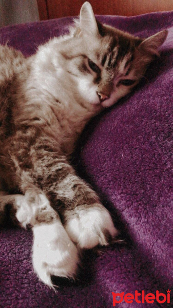 Tekir Kedi, Kedi  Suşi fotoğrafı